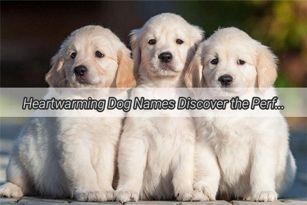 Heartwarming Dog Names Discover the Perfect Pet Name That Warms Your Soul